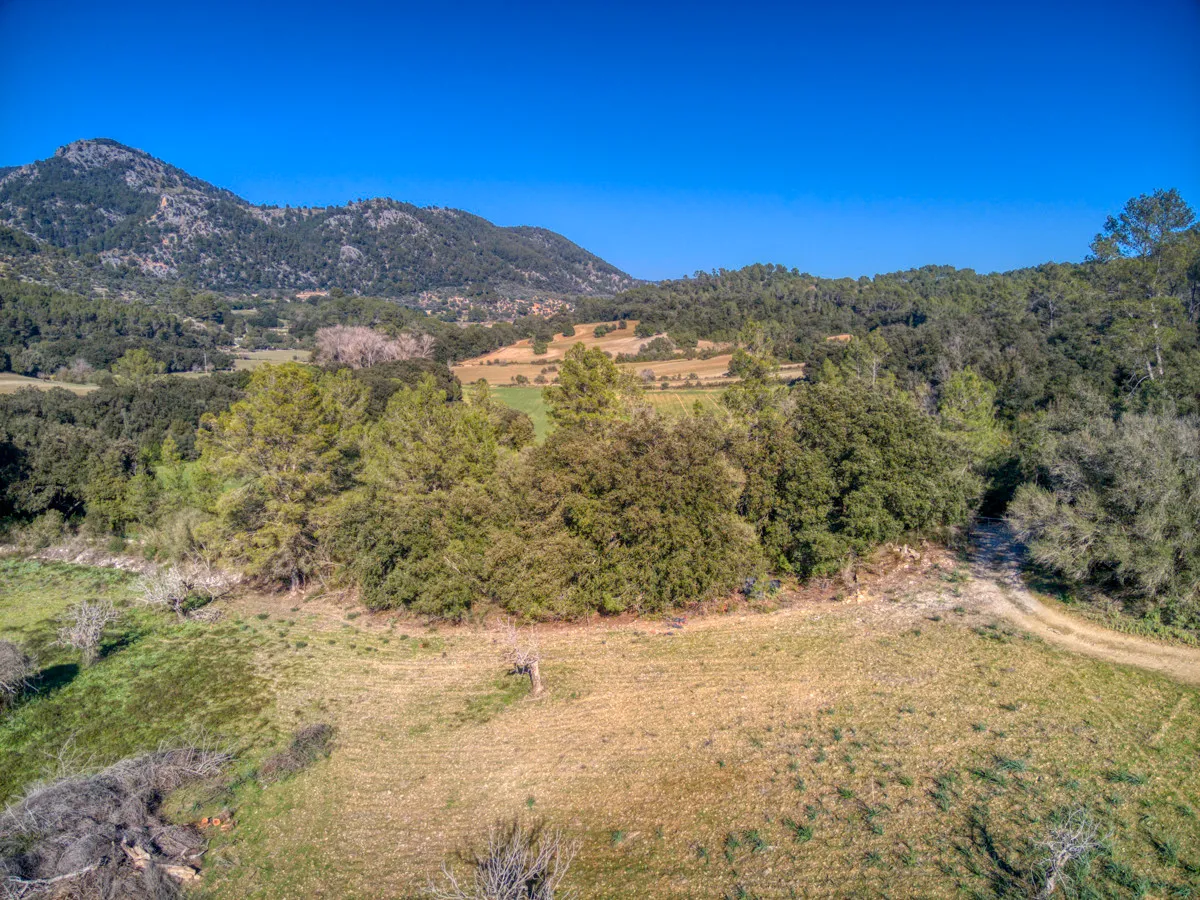 spettacolare-terreno-edificabile-con-due-pozzi-con-la-possibilità-di-una-casa-piscina-e-vigneto-nel-cuore-della-Serra-de-tramuntana-con-lecci-pini-fichi-ullastres-nel-comune-di-selva-vicino-a-campanet-moscari-binibona