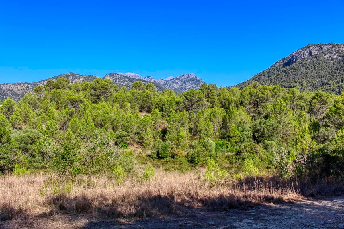 spettacolare-terreno-edificabile-con-due-pozzi-con-la-possibilità-di-una-casa-piscina-e-vigneto-nel-cuore-della-Serra-de-tramuntana-con-lecci-pini-fichi-ullastres-nel-comune-di-selva-vicino-a-campanet-moscari-binibona