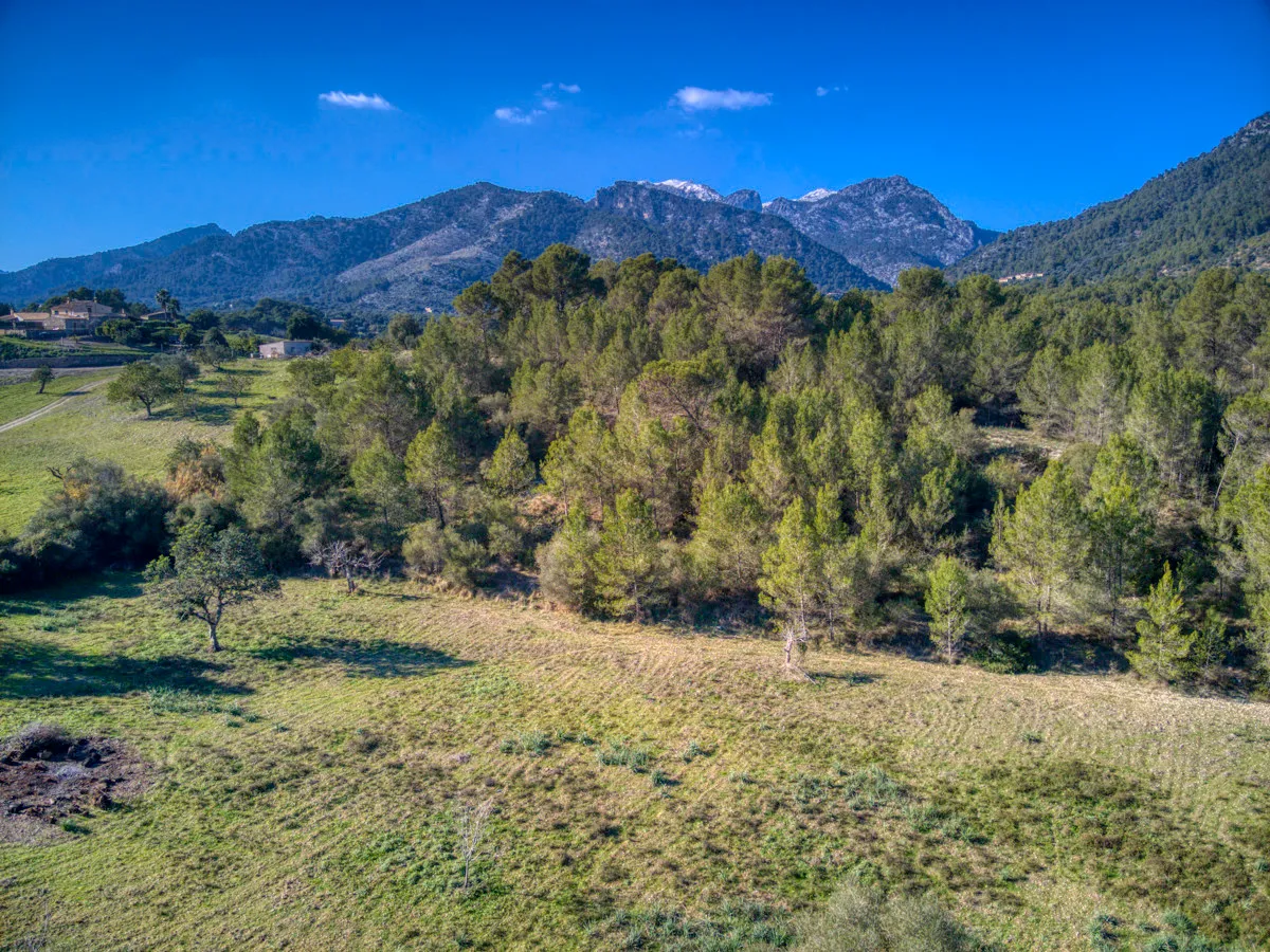 spettacolare-terreno-edificabile-con-due-pozzi-con-la-possibilità-di-una-casa-piscina-e-vigneto-nel-cuore-della-Serra-de-tramuntana-con-lecci-pini-fichi-ullastres-nel-comune-di-selva-vicino-a-campanet-moscari-binibona