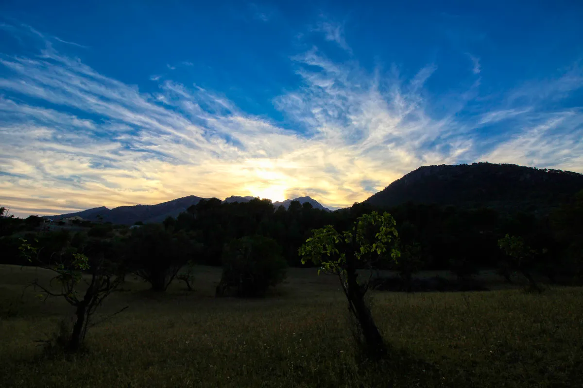 spettacolare-terreno-edificabile-con-due-pozzi-con-la-possibilità-di-una-casa-piscina-e-vigneto-nel-cuore-della-Serra-de-tramuntana-con-lecci-pini-fichi-ullastres-nel-comune-di-selva-vicino-a-campanet-moscari-binibona