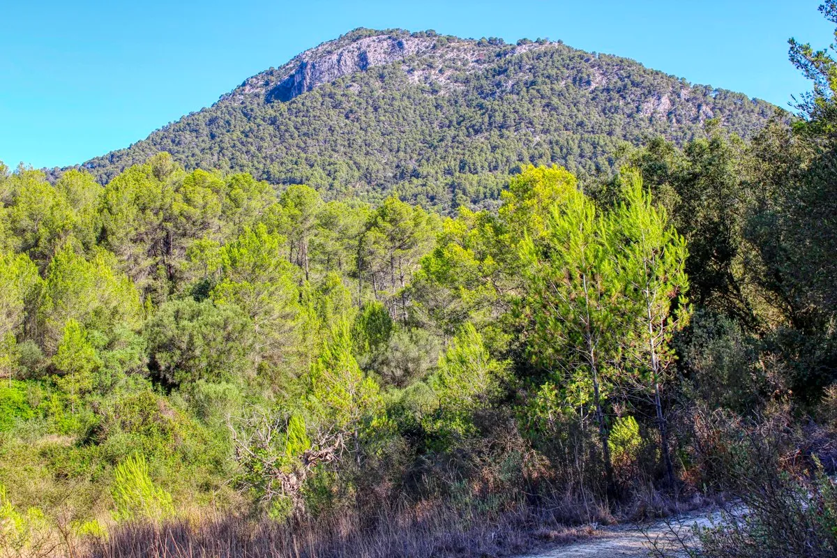 spettacolare-terreno-edificabile-con-due-pozzi-con-la-possibilità-di-una-casa-piscina-e-vigneto-nel-cuore-della-Serra-de-tramuntana-con-lecci-pini-fichi-ullastres-nel-comune-di-selva-vicino-a-campanet-moscari-binibona