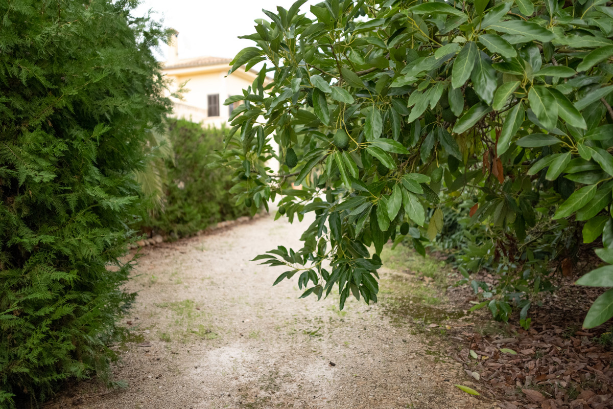 PALMANYOLA-POOL-BBC-AVOCADO-FINCA-GARTEN