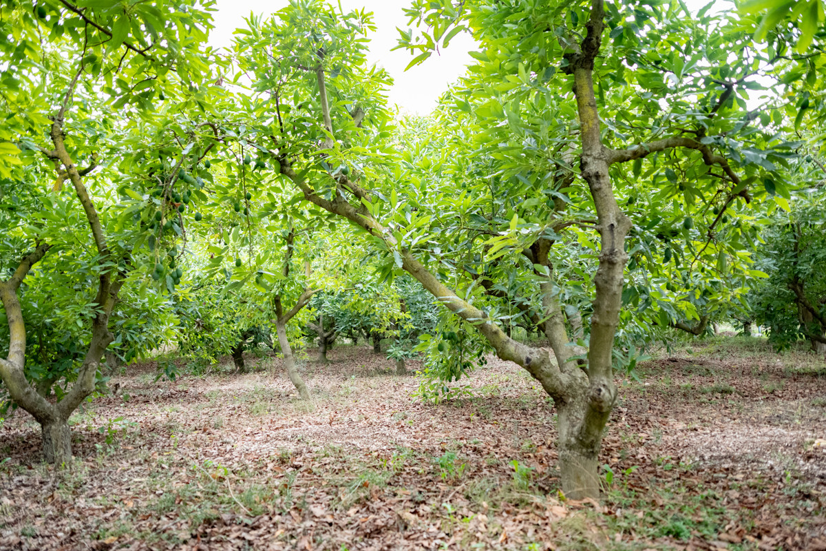 PALMANYOLA-POOL-BBC-AVOCADO-FINCA-GARTEN