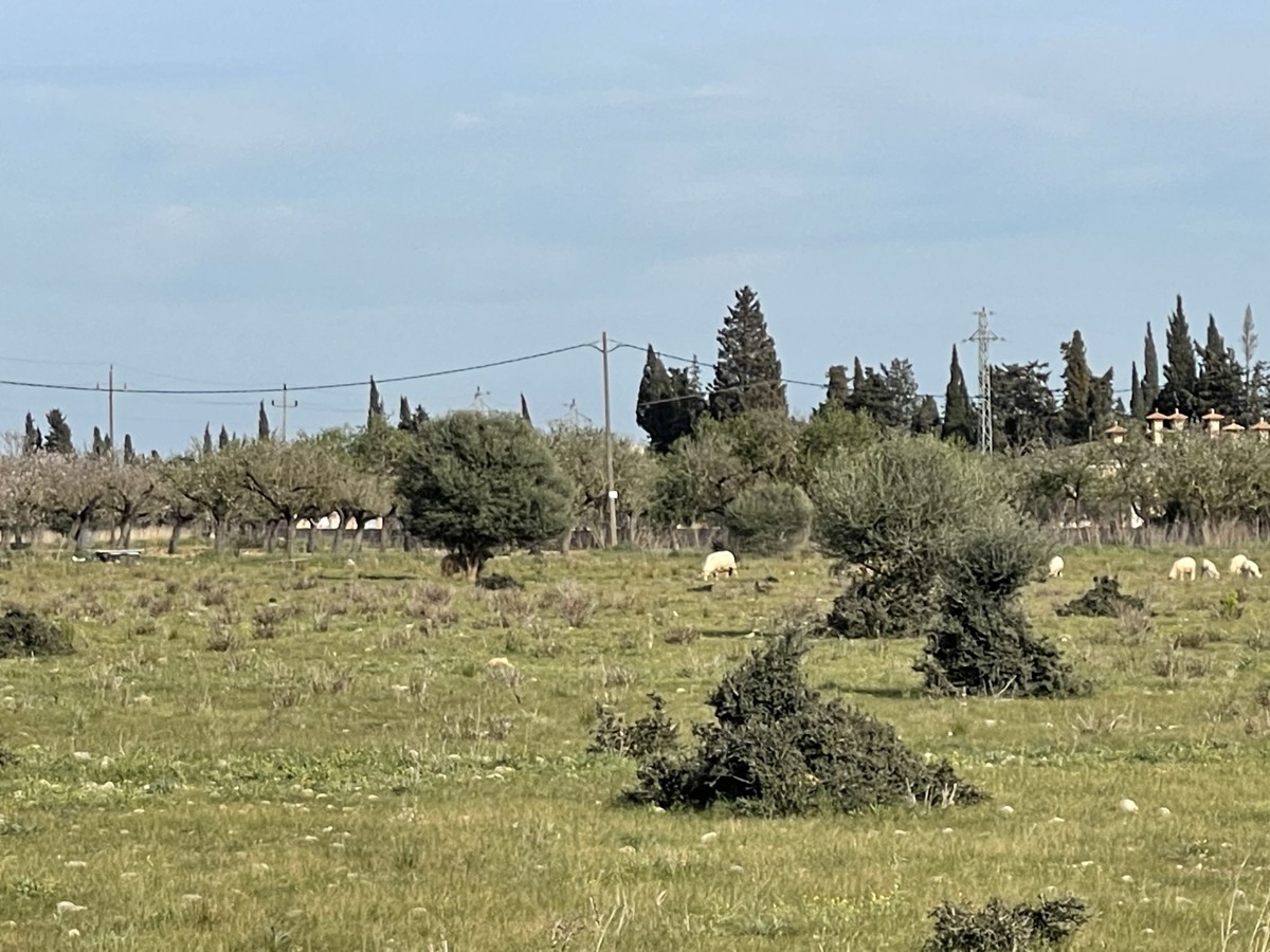 Fantastische-Finca-mit-Panoramablick-nahe-Consell