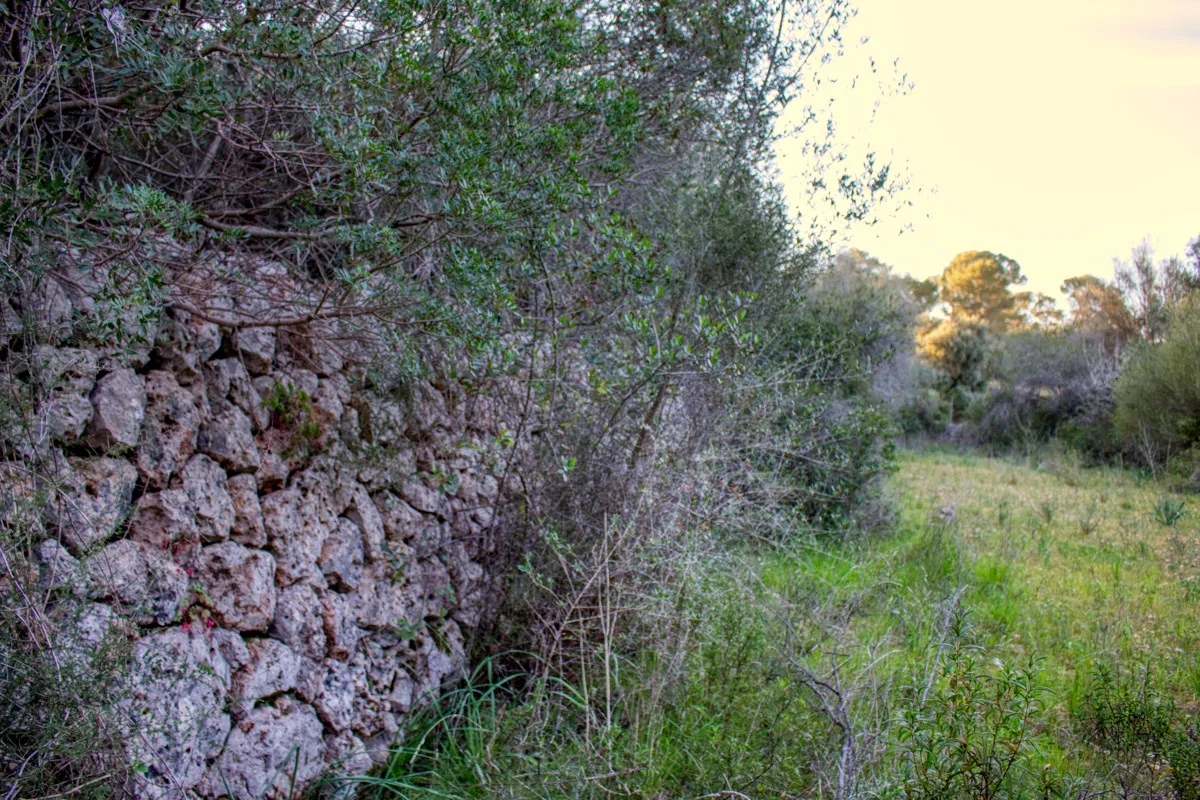 Dry stone wall on the propiedad