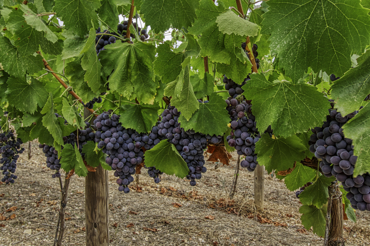 Zu-verkaufen-große-Finca-mit-Wohnprojekt-Olivenhain-Weinberg-in-Inca