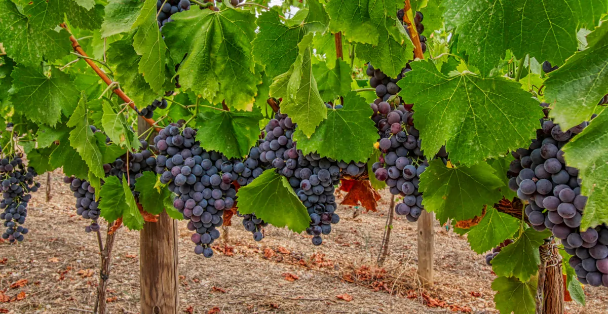 Projekt einer Finca mit Weinberg