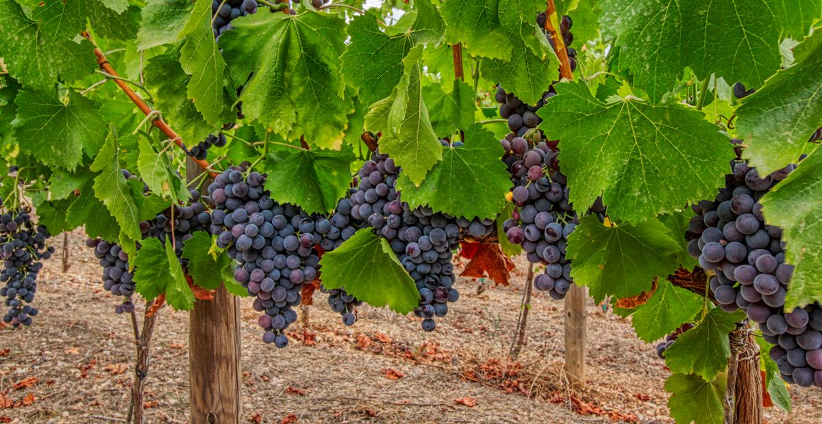 Zu-verkaufen-große-Finca-mit-Wohnprojekt-Olivenhain-Weinberg-in-Inca
