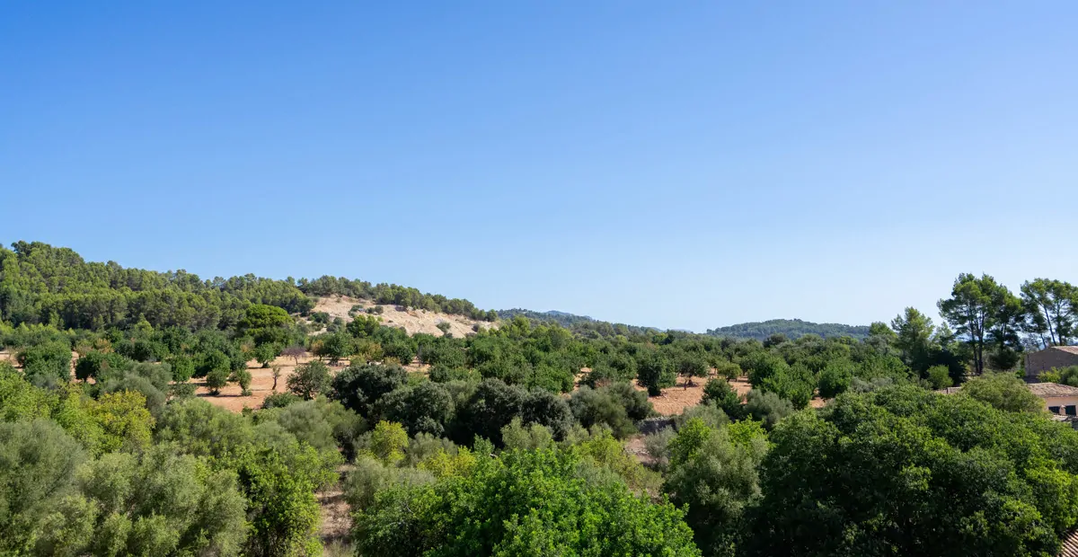 Vista de la naturaleza circundante