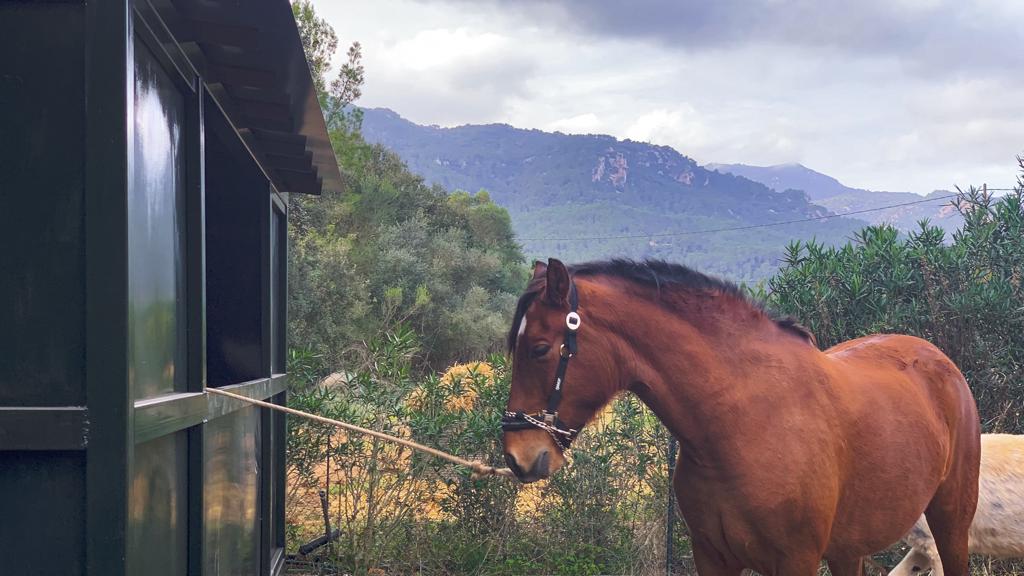 En alquiler bonita finca rústica con casa de piedra y cuadra de caballos, situada en una zona privilegiada de Esporles.