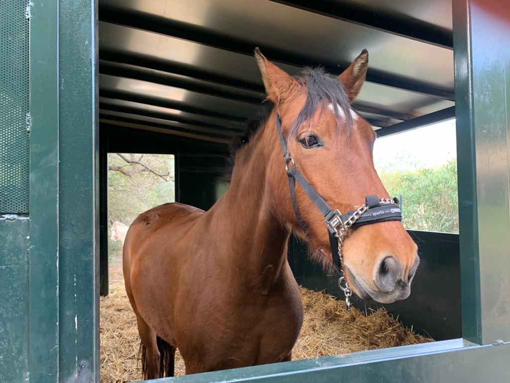 En alquiler bonita finca rústica con casa de piedra y cuadra de caballos, situada en una zona privilegiada de Esporles.