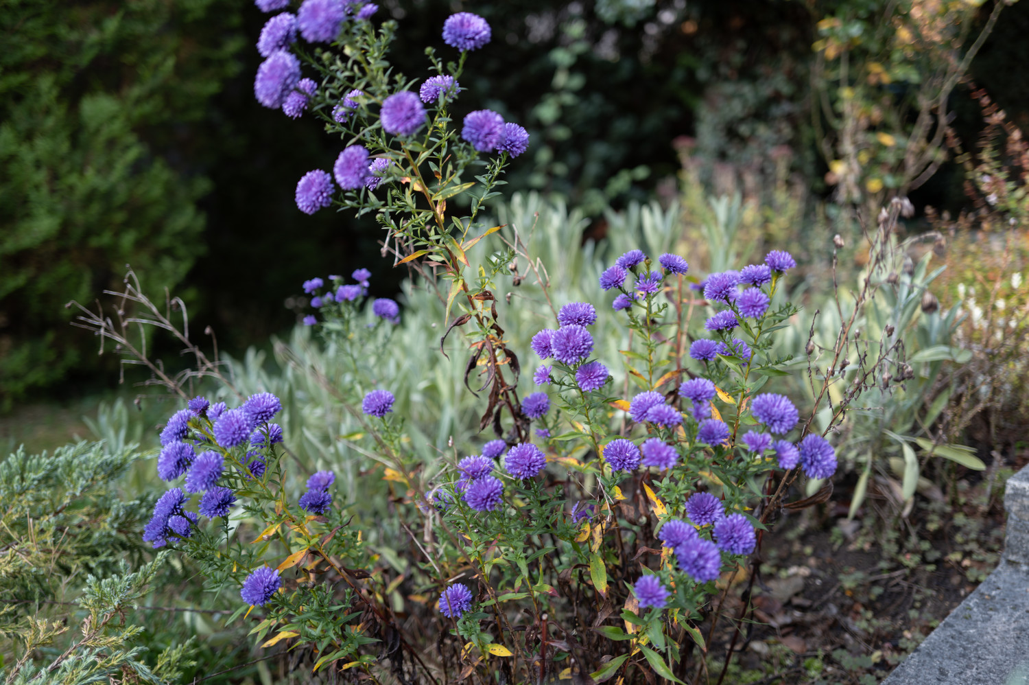 Große Gartenfläche