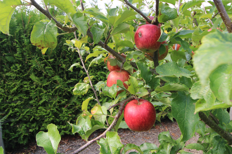 Einer von mehreren Obstbäumen