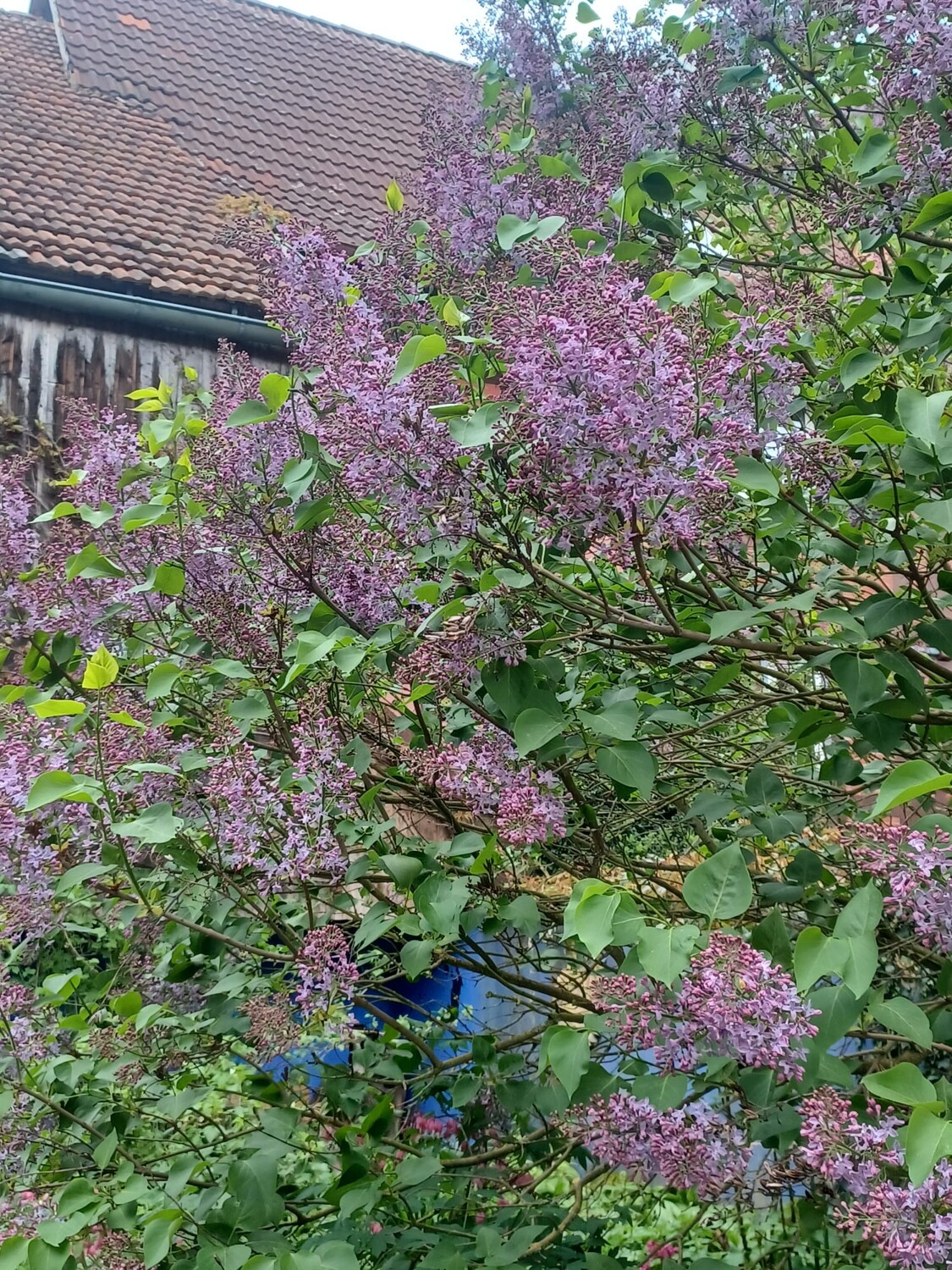 Sommerflieder