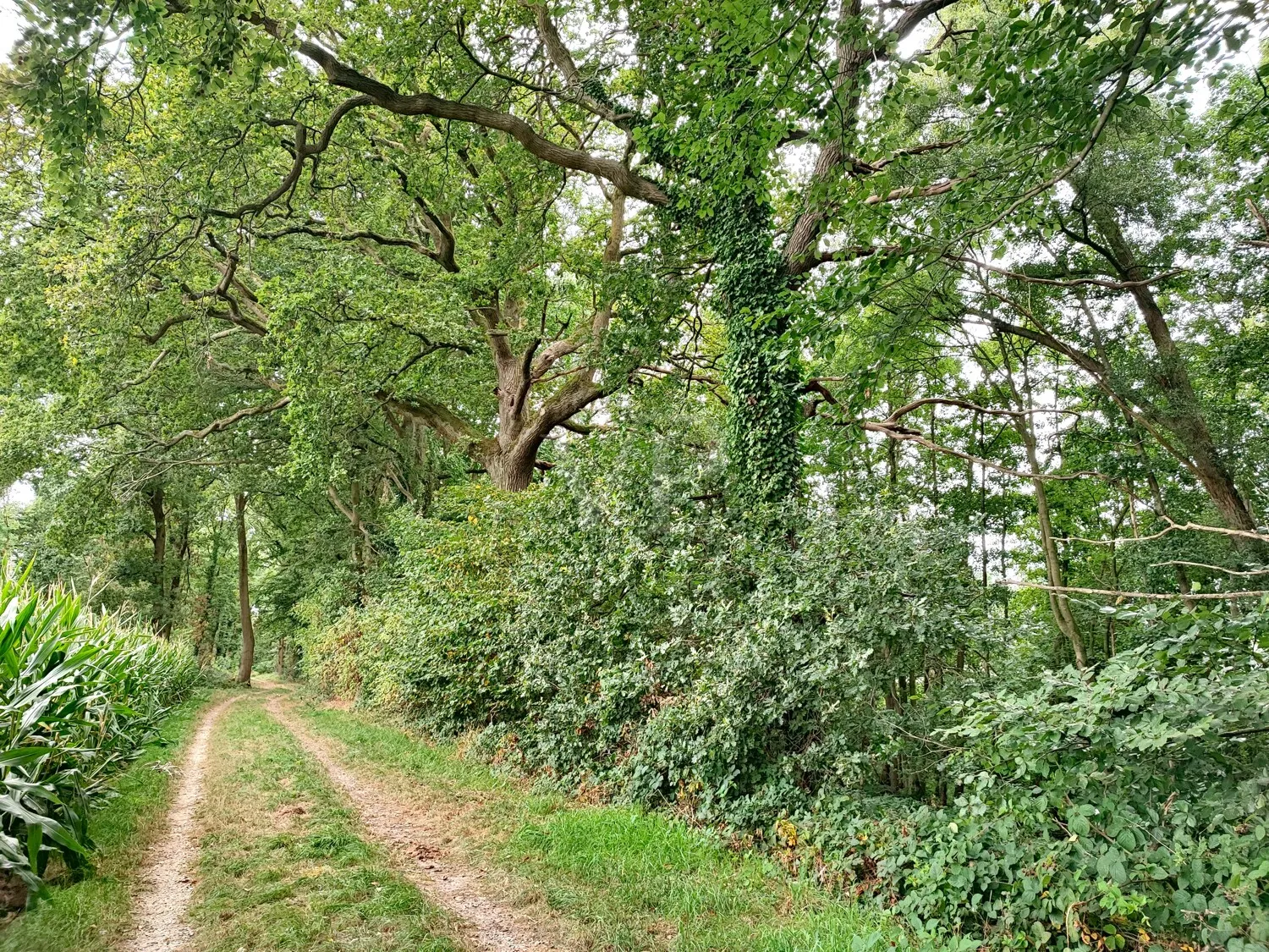 Vásárolj erdőt, érezd a szabadságot: Vegyes erdő Geldern-Walbeckben