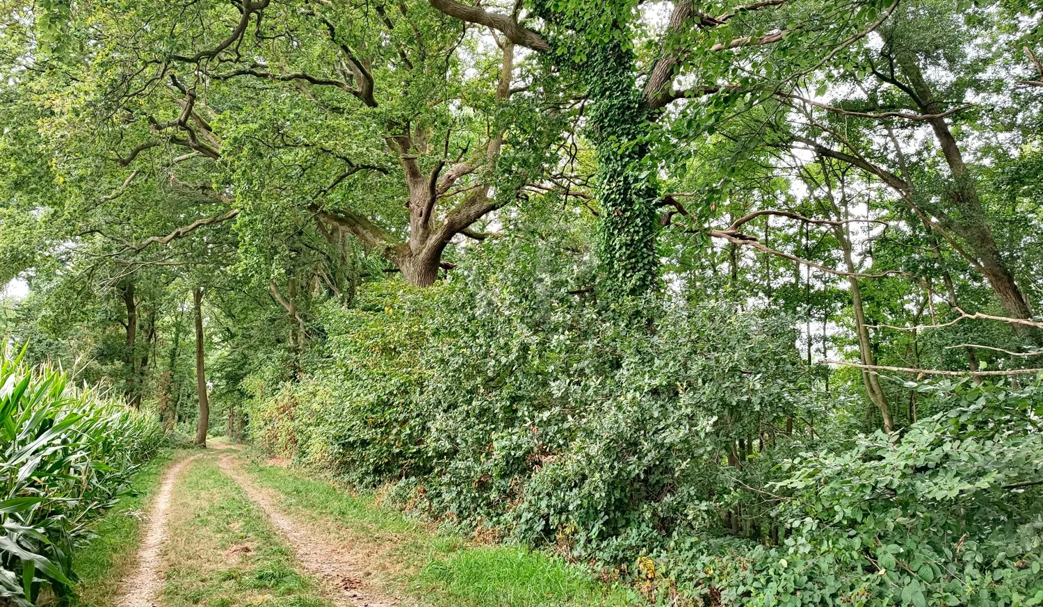 Wald kaufen, Freiheit spüren: Mischwald in Geldern-Walbeck verfügbar