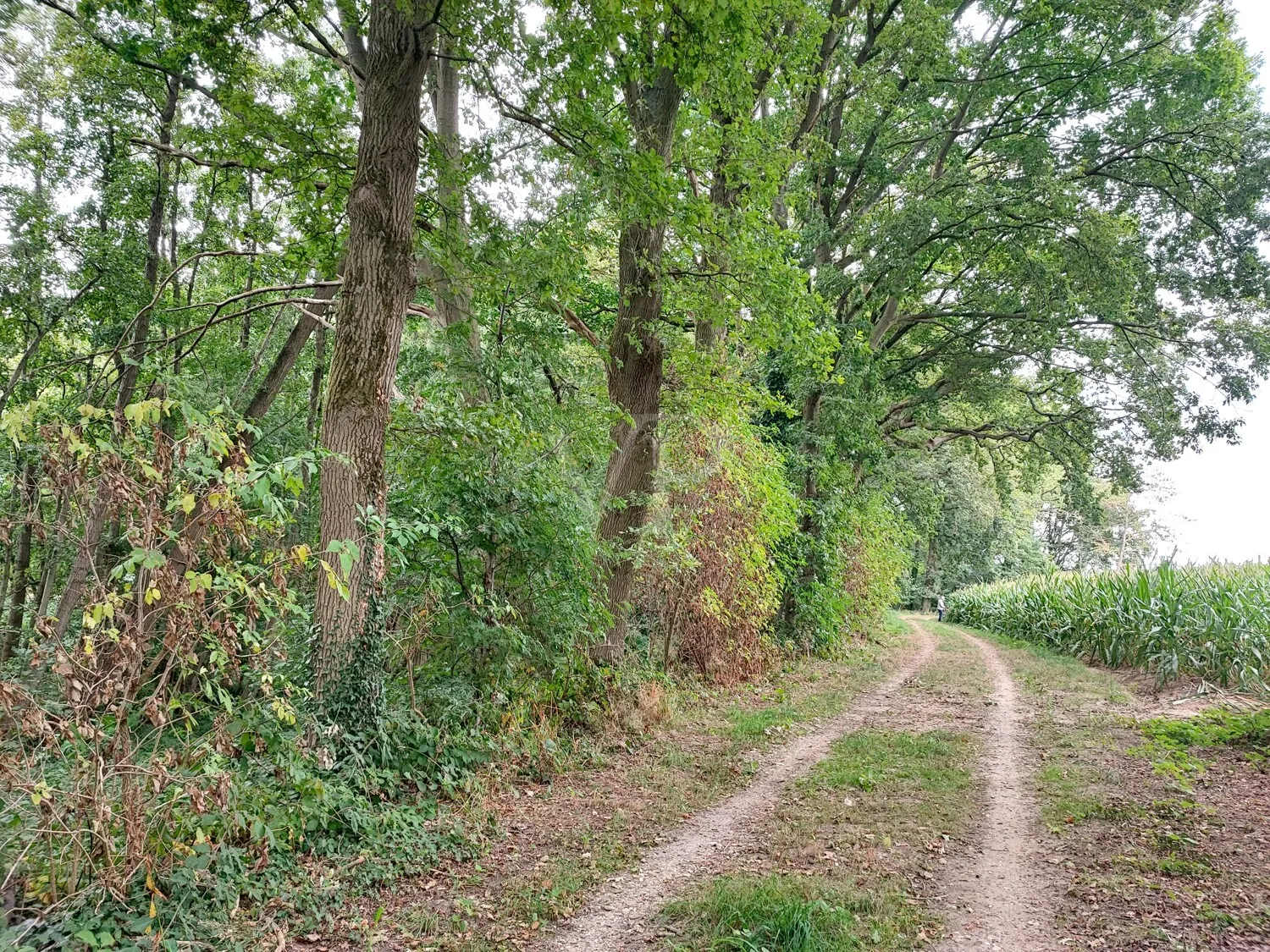 Vásárolj erdőt, érezd a szabadságot: Vegyes erdő Geldern-Walbeckben