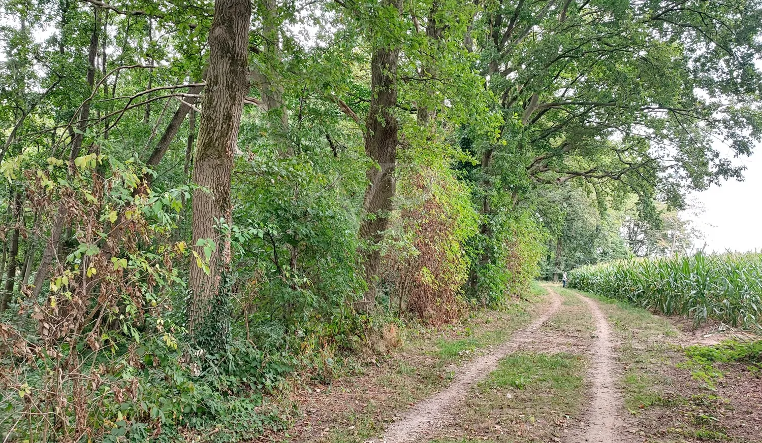 Wald kaufen, Freiheit spüren: Mischwald in Geldern-Walbeck verfügbar