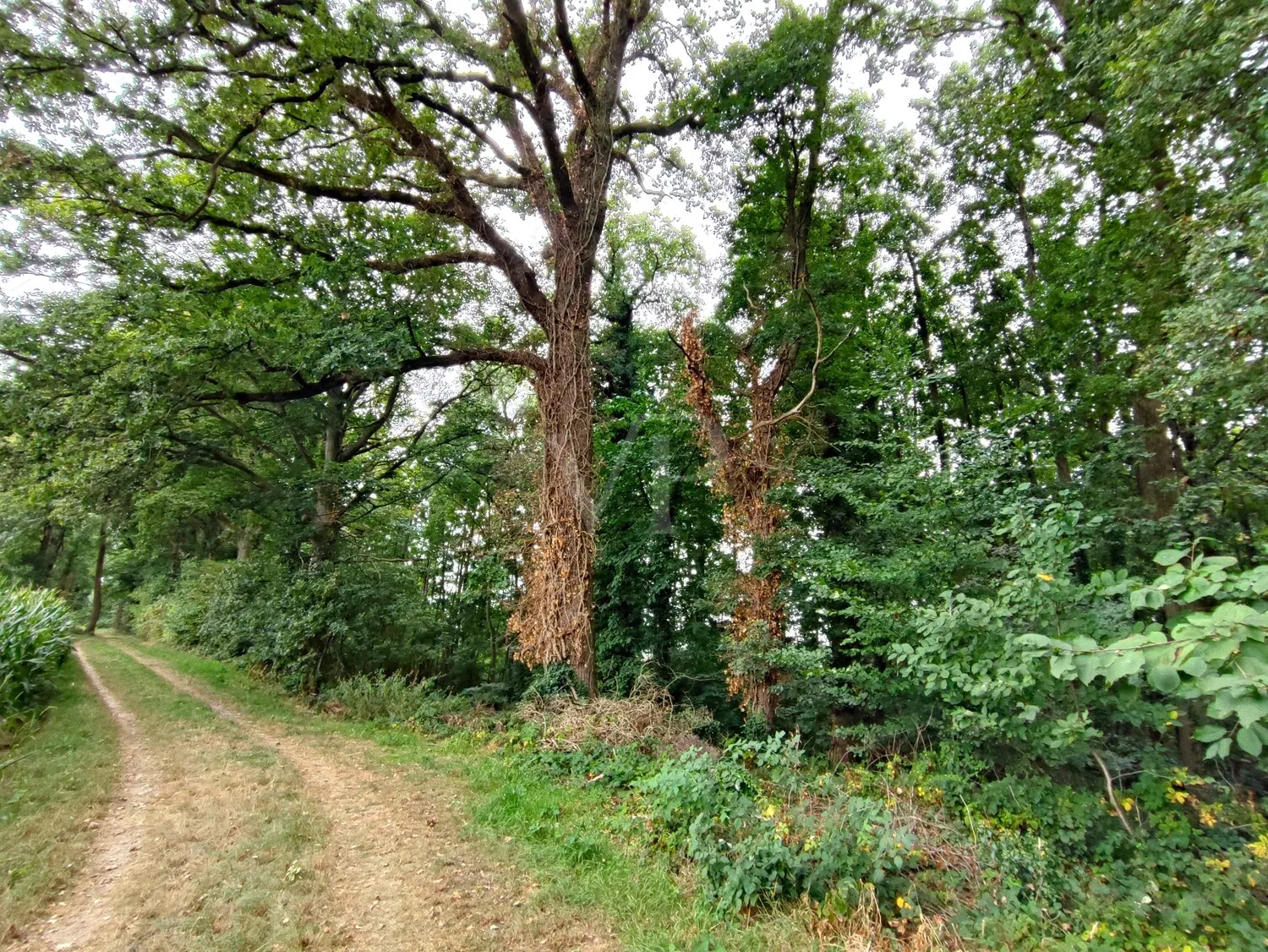 Vásárolj erdőt, érezd a szabadságot: Vegyes erdő Geldern-Walbeckben