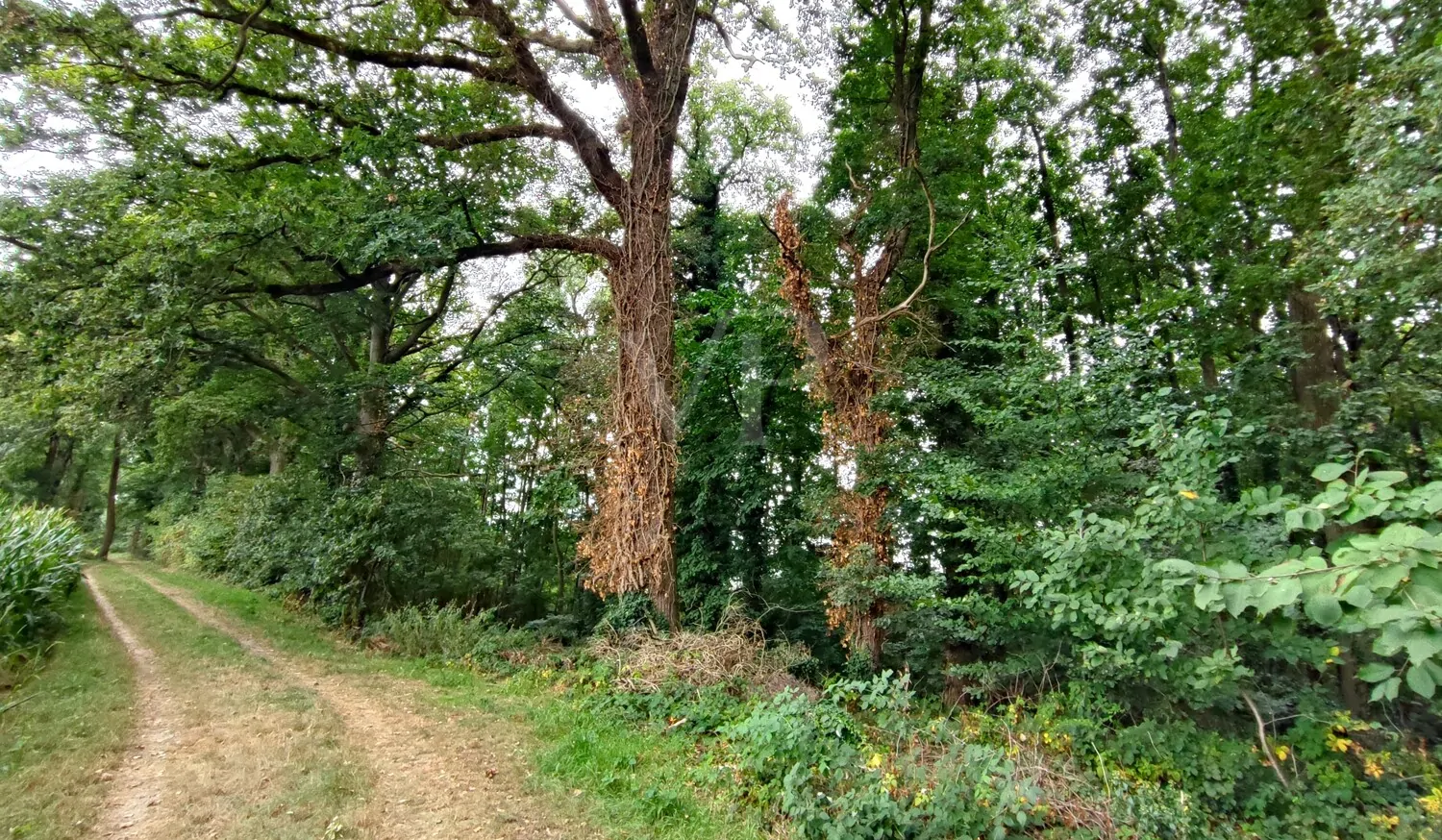 Wald kaufen, Freiheit spüren: Mischwald in Geldern-Walbeck verfügbar