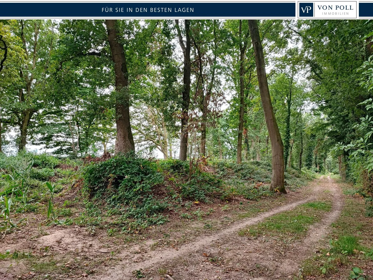 Vásárolj erdőt, érezd a szabadságot: Vegyes erdő Geldern-Walbeckben