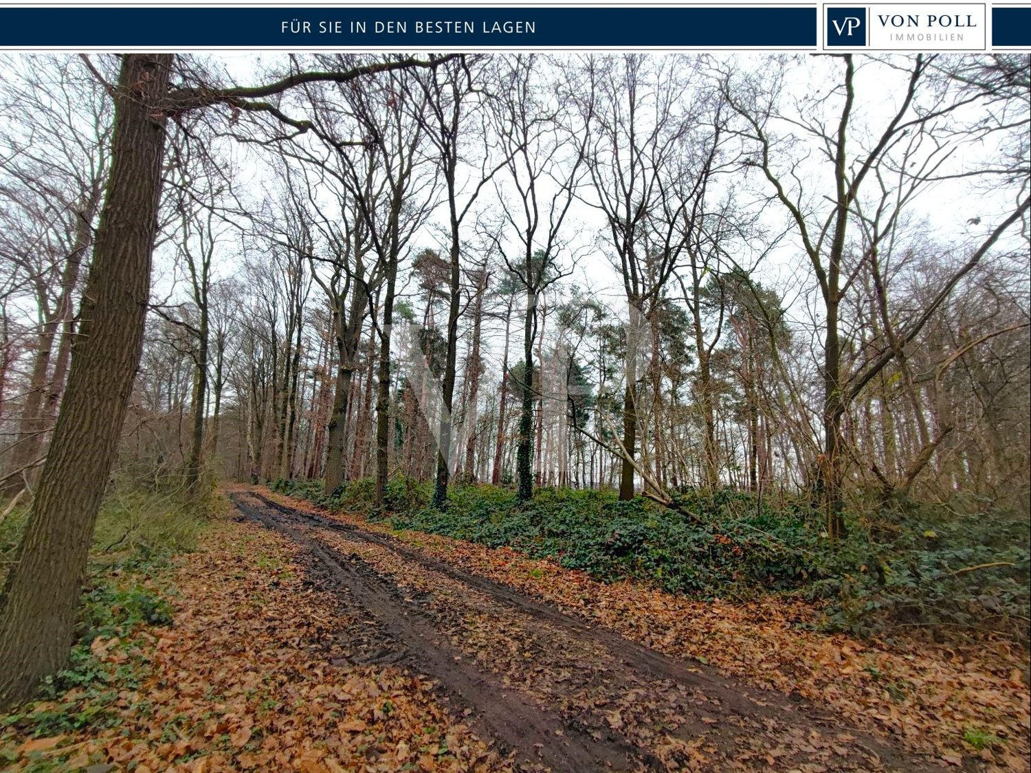 Wald kaufen, Freiheit spüren: Laubwald in Geldern-Walbeck verfügbar