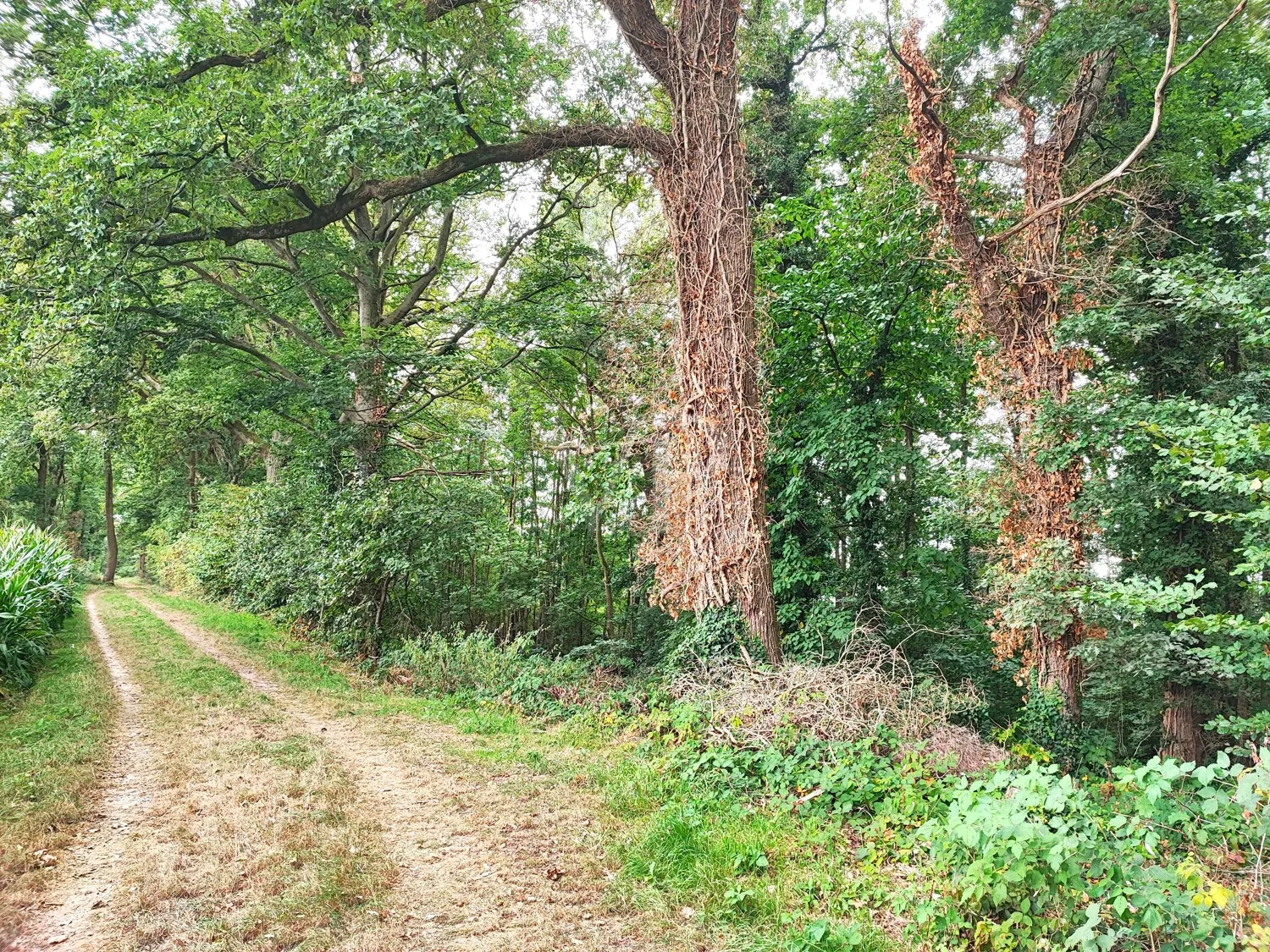 Vásárolj erdőt, érezd a szabadságot: Vegyes erdő Geldern-Walbeckben