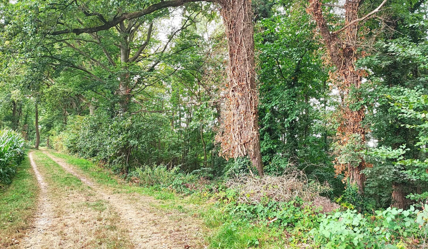 Wald kaufen, Freiheit spüren: Mischwald in Geldern-Walbeck verfügbar