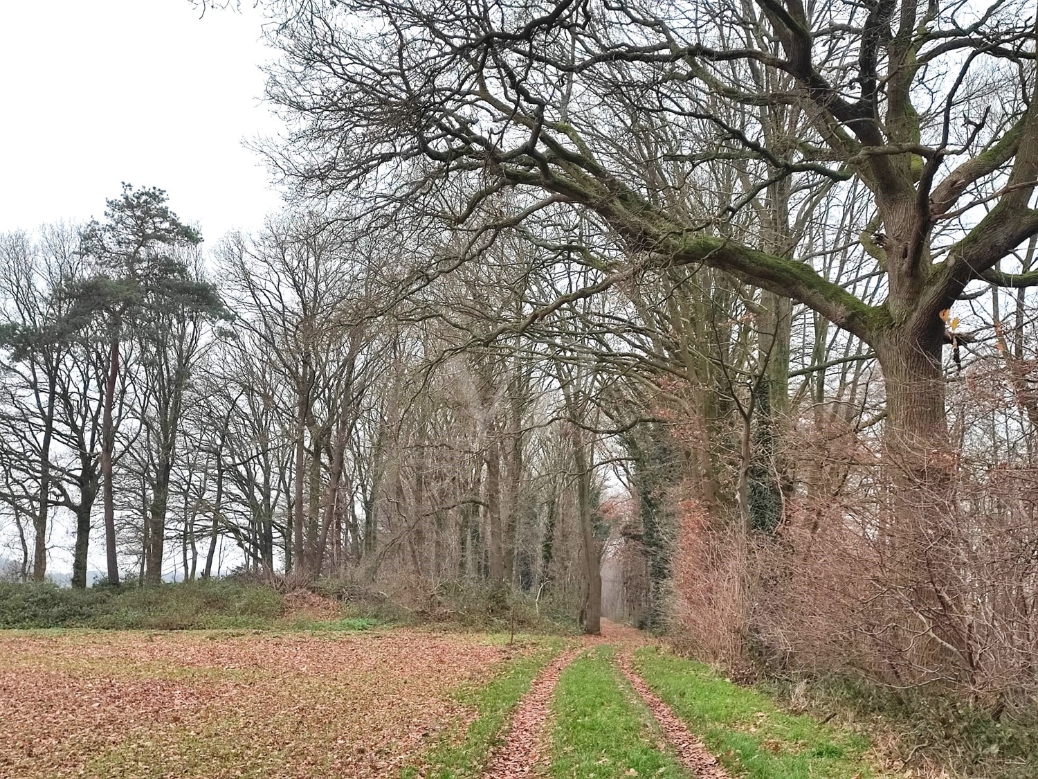 Wald kaufen, Freiheit spüren: Laubwald in Geldern-Walbeck verfügbar