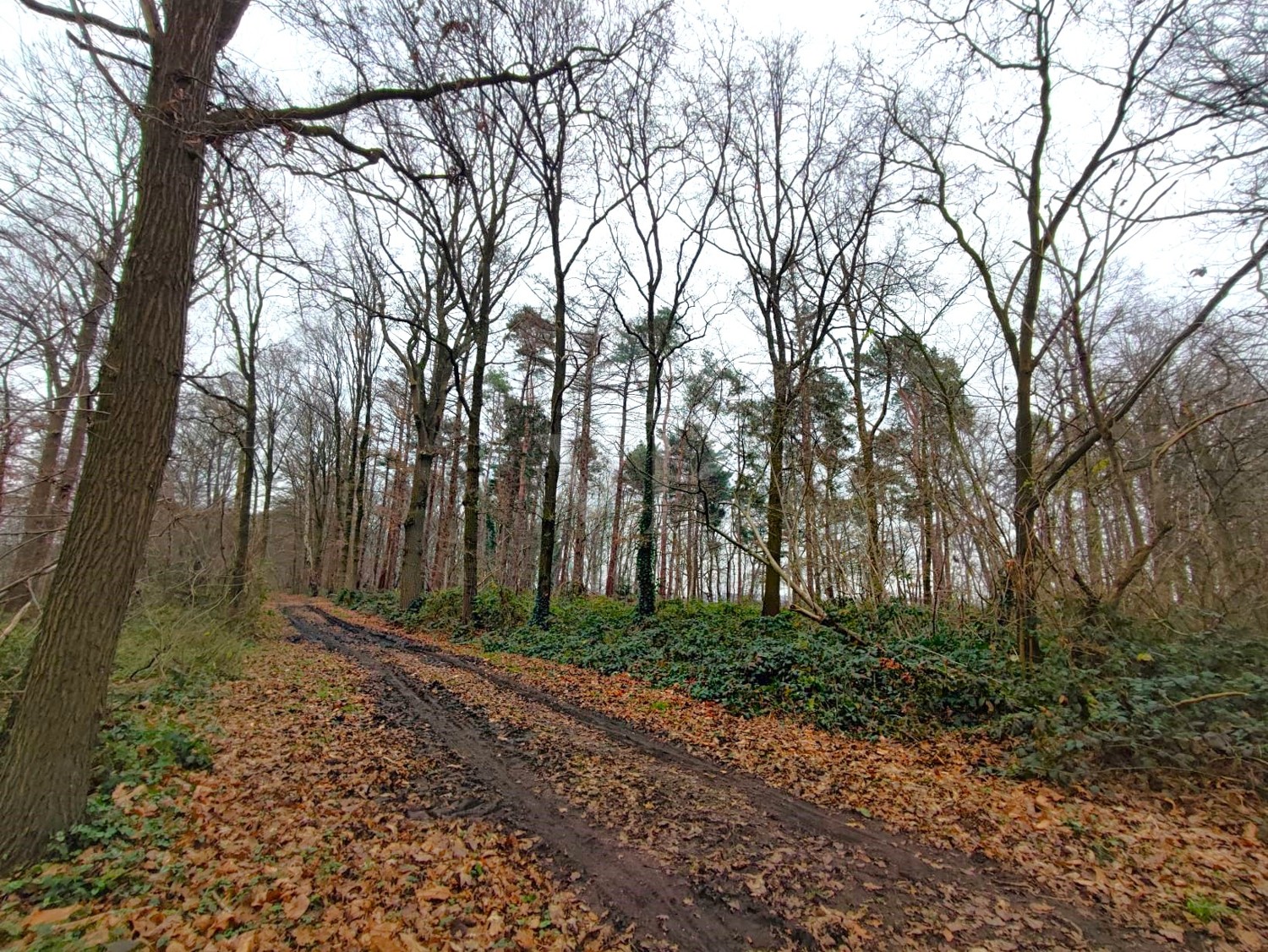 Blick in den Wald mit Weg