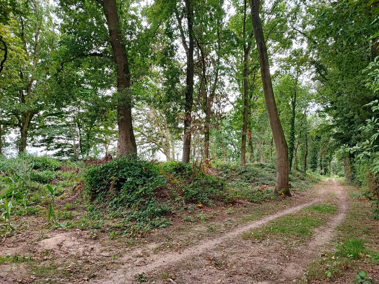 Vásárolj erdőt, érezd a szabadságot: Vegyes erdő Geldern-Walbeckben