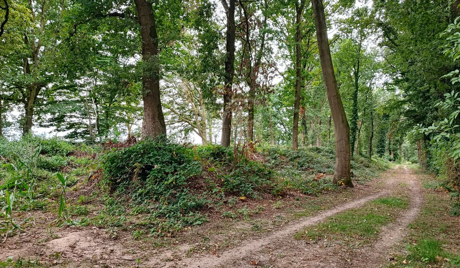 Wald kaufen, Freiheit spüren: Mischwald in Geldern-Walbeck verfügbar