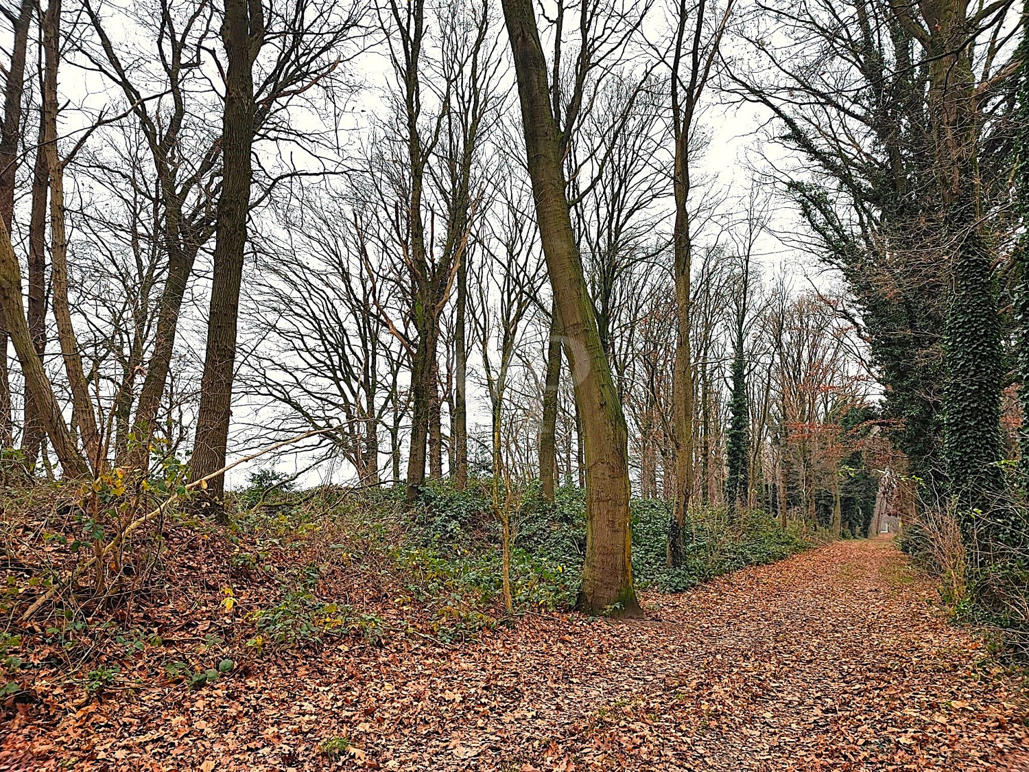 Wald kaufen, Freiheit spüren: Laubwald in Geldern-Walbeck verfügbar