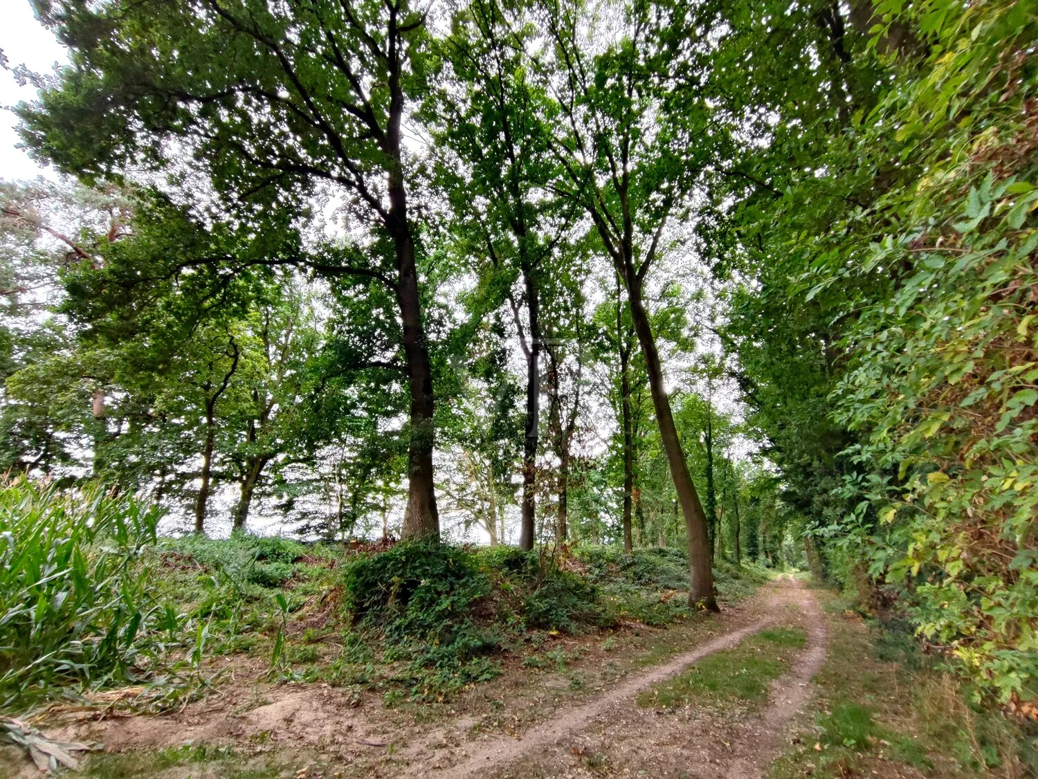 Vásárolj erdőt, érezd a szabadságot: Vegyes erdő Geldern-Walbeckben