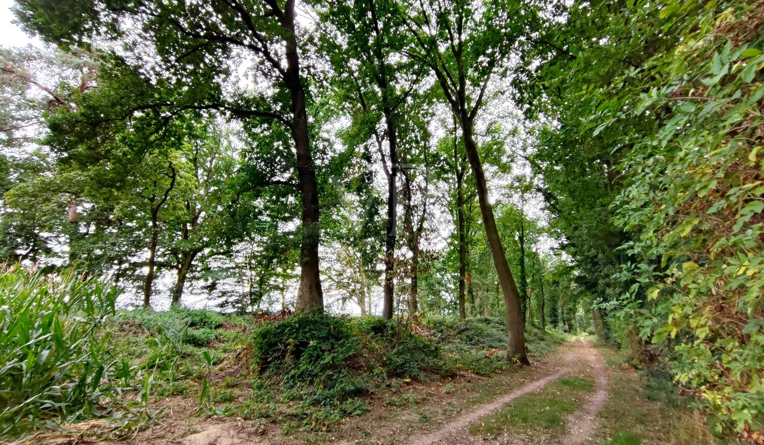 Wald kaufen, Freiheit spüren: Mischwald in Geldern-Walbeck verfügbar