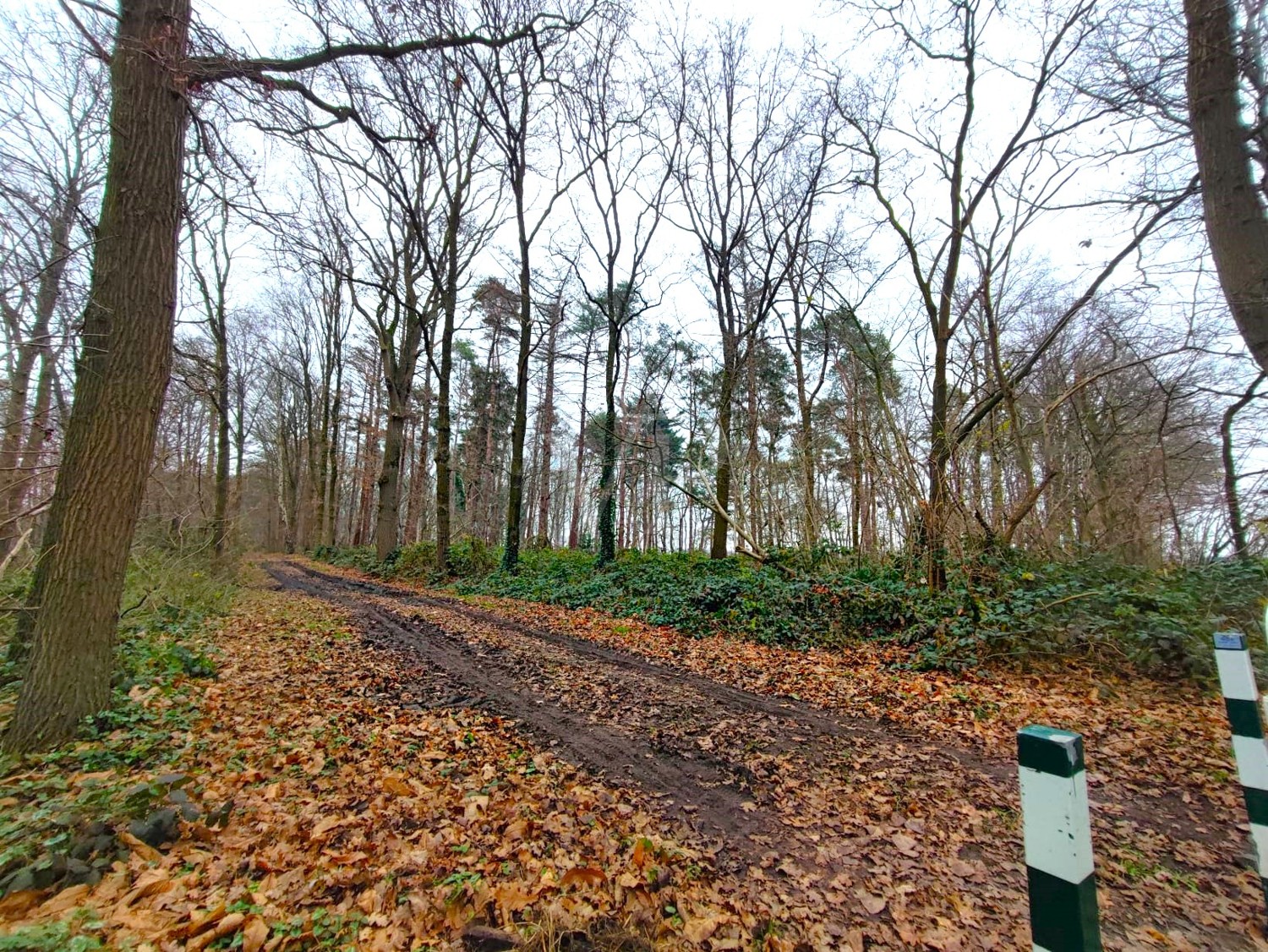 Waldstück mit Weg