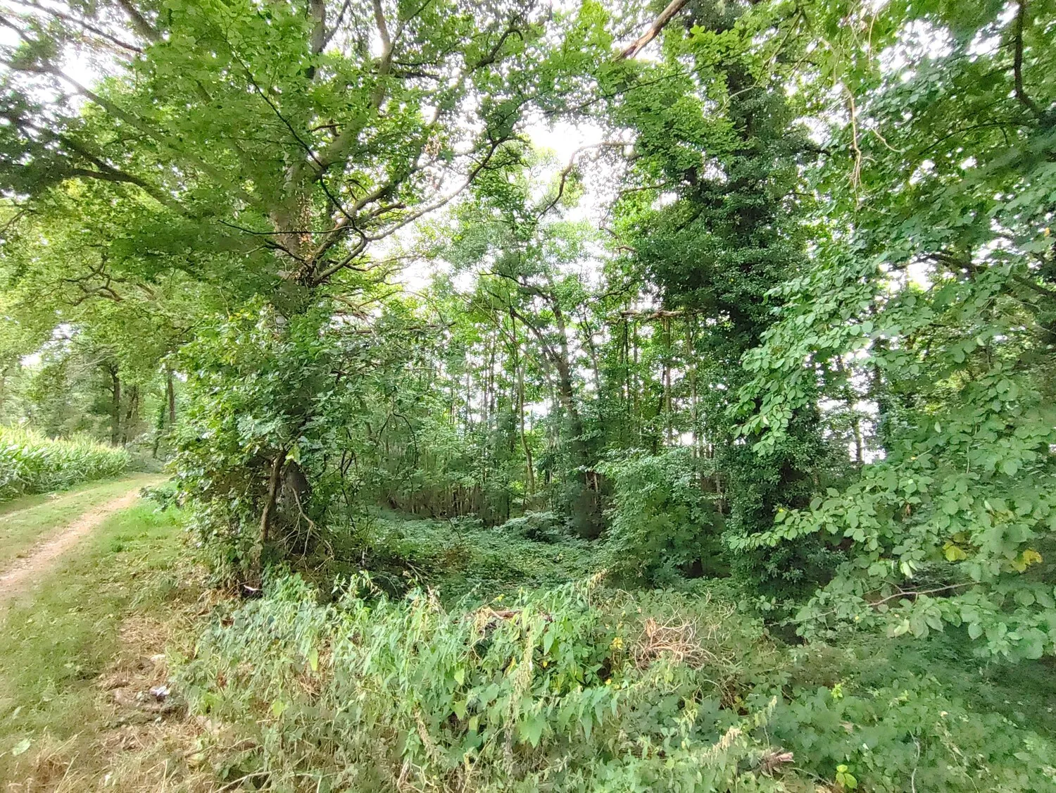 Vásárolj erdőt, érezd a szabadságot: Vegyes erdő Geldern-Walbeckben