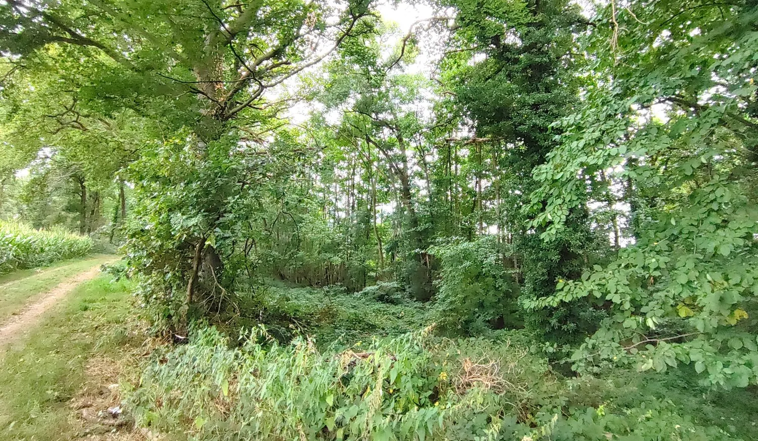 Wald kaufen, Freiheit spüren: Mischwald in Geldern-Walbeck verfügbar