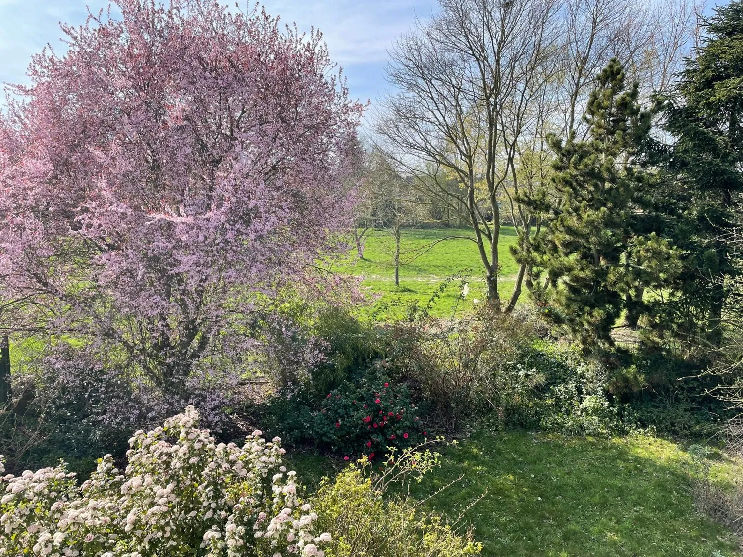 Blick in den Garten