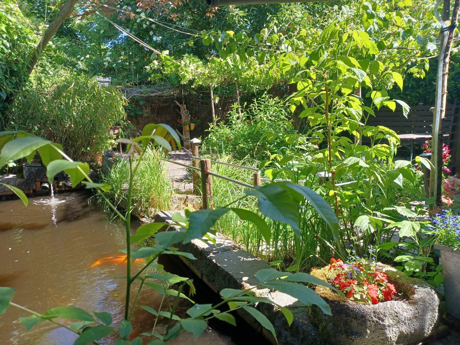 Koi-Teich- hinterer Gartenbereich