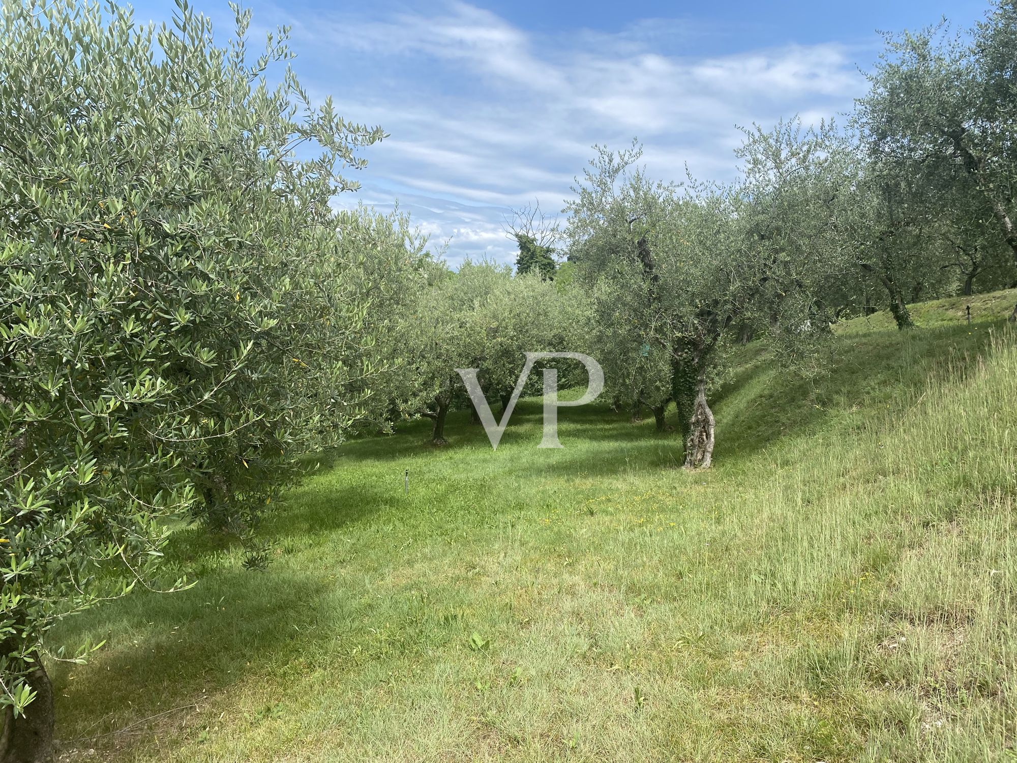 Vue de rêve sur la baie de Garda - magnifiques constructions environnantes dans une nature méditerranéenne et huile d'olive propre