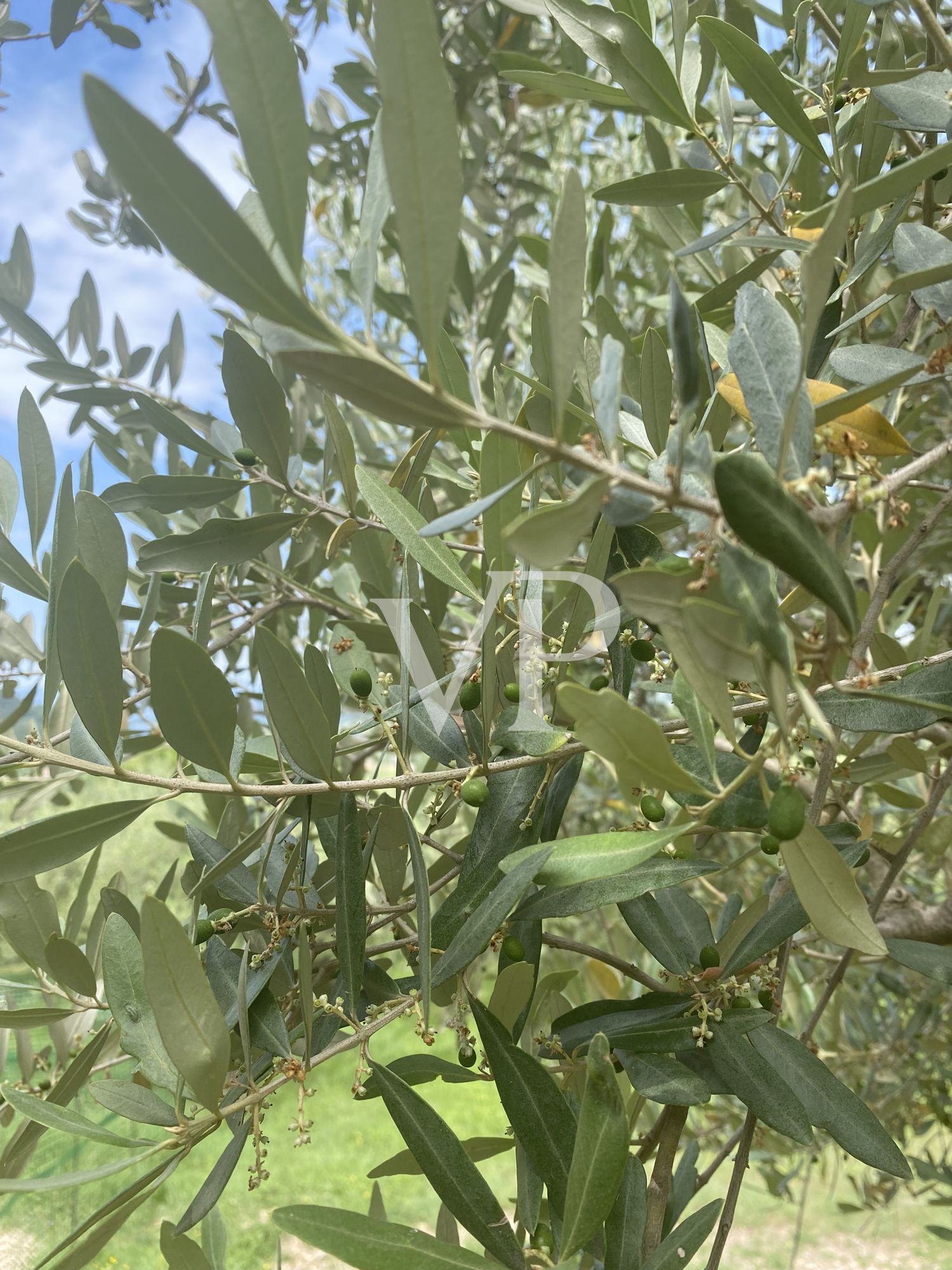 Fantástica vista de la bahía de Garda - hermoso desarrollo circundante en la naturaleza mediterránea y la producción propia de aceite de oliva