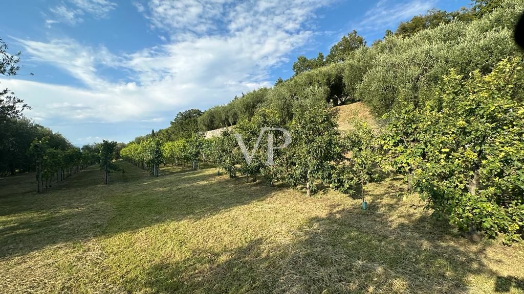 Villa among the olives - Villa tra gli Ulivi