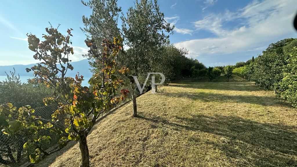 Villa entre los olivos - Villa tra gli Ulivi