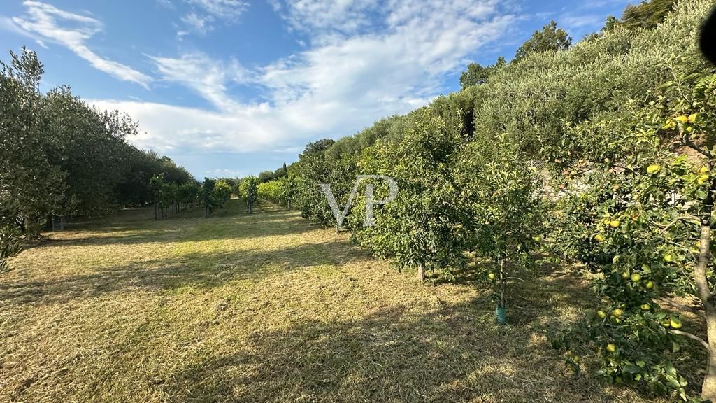 Villa among the olives - Villa tra gli Ulivi