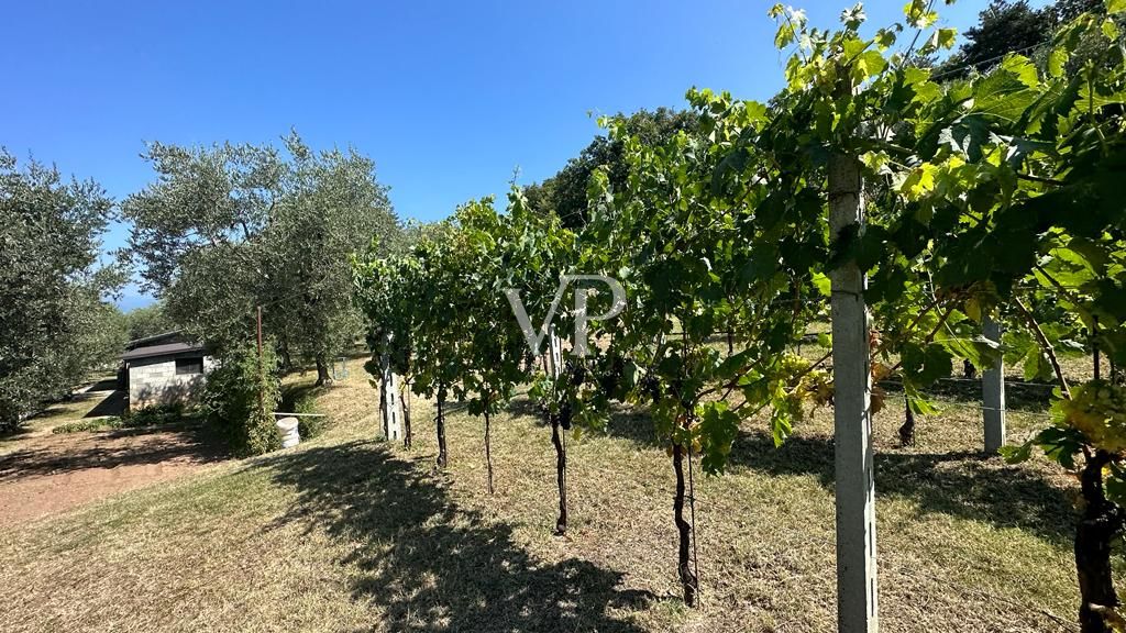 Villa among the olives - Villa tra gli Ulivi