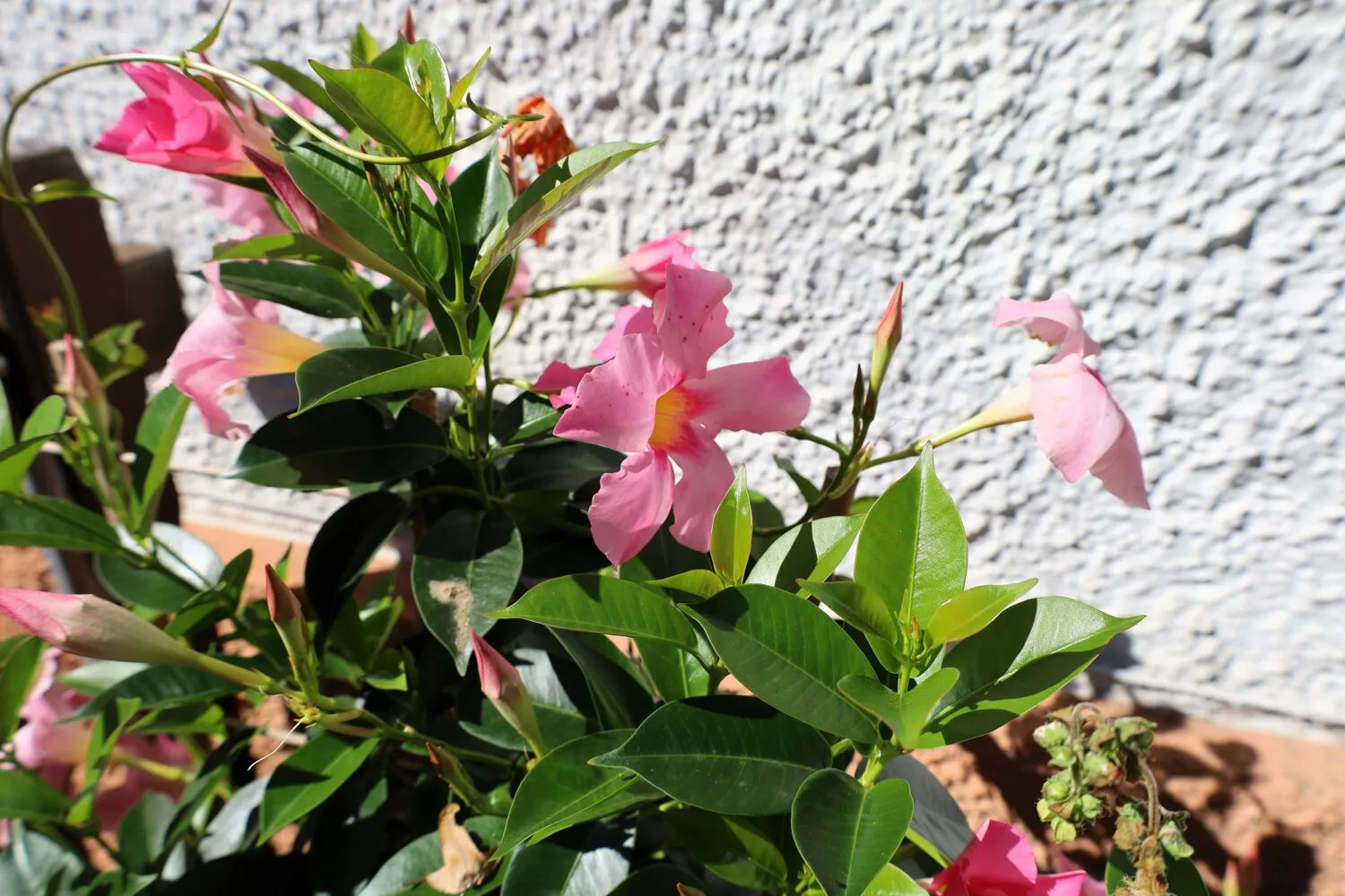 Platz in Haus und Garten