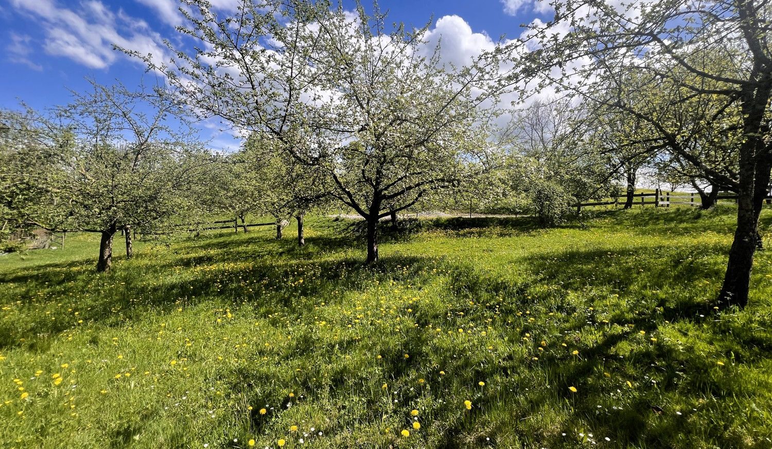 Obstblüte