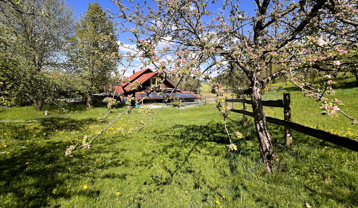 Obstblüte