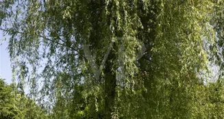 von_poll_real_estate_property_US570_image_8